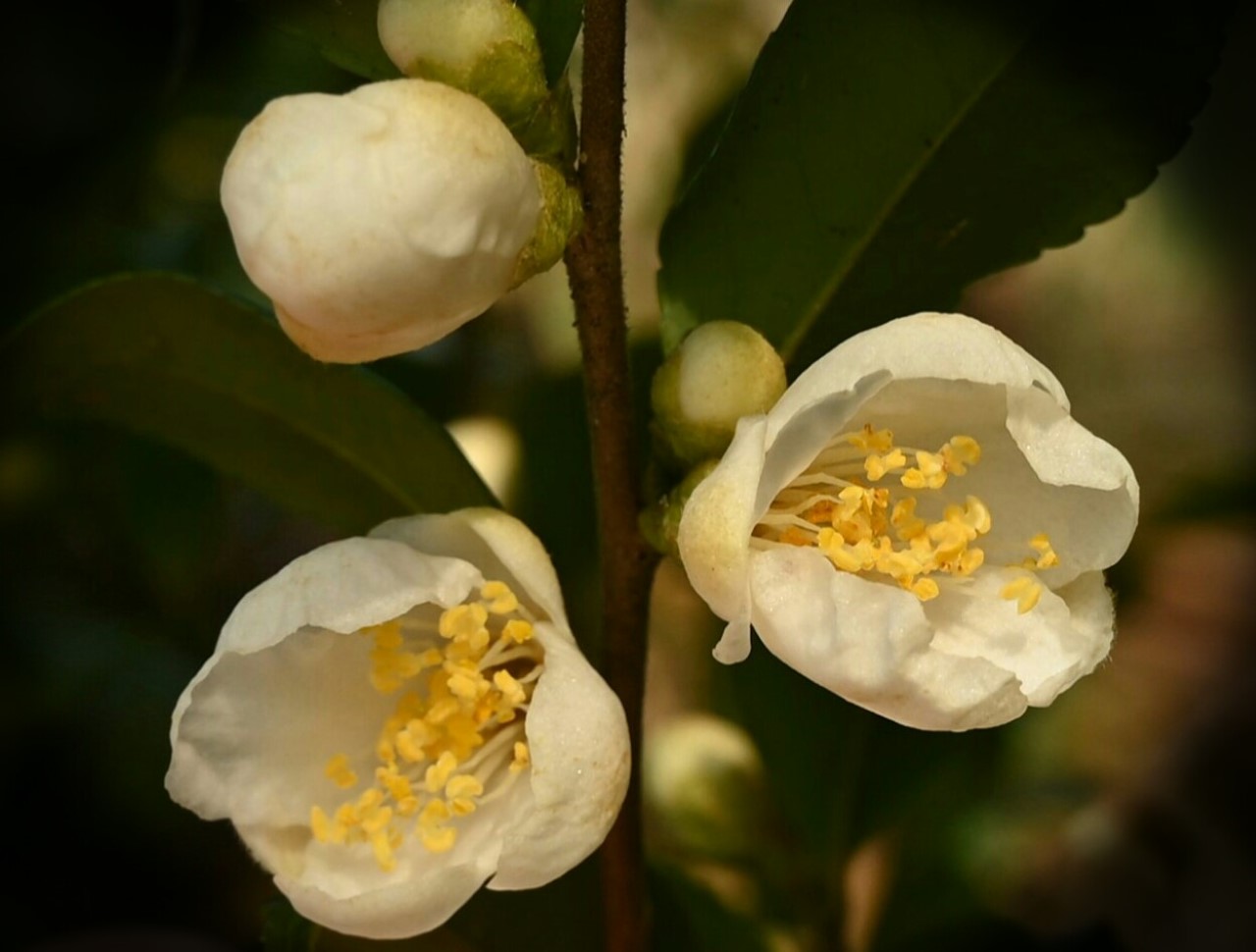 C. forrestii